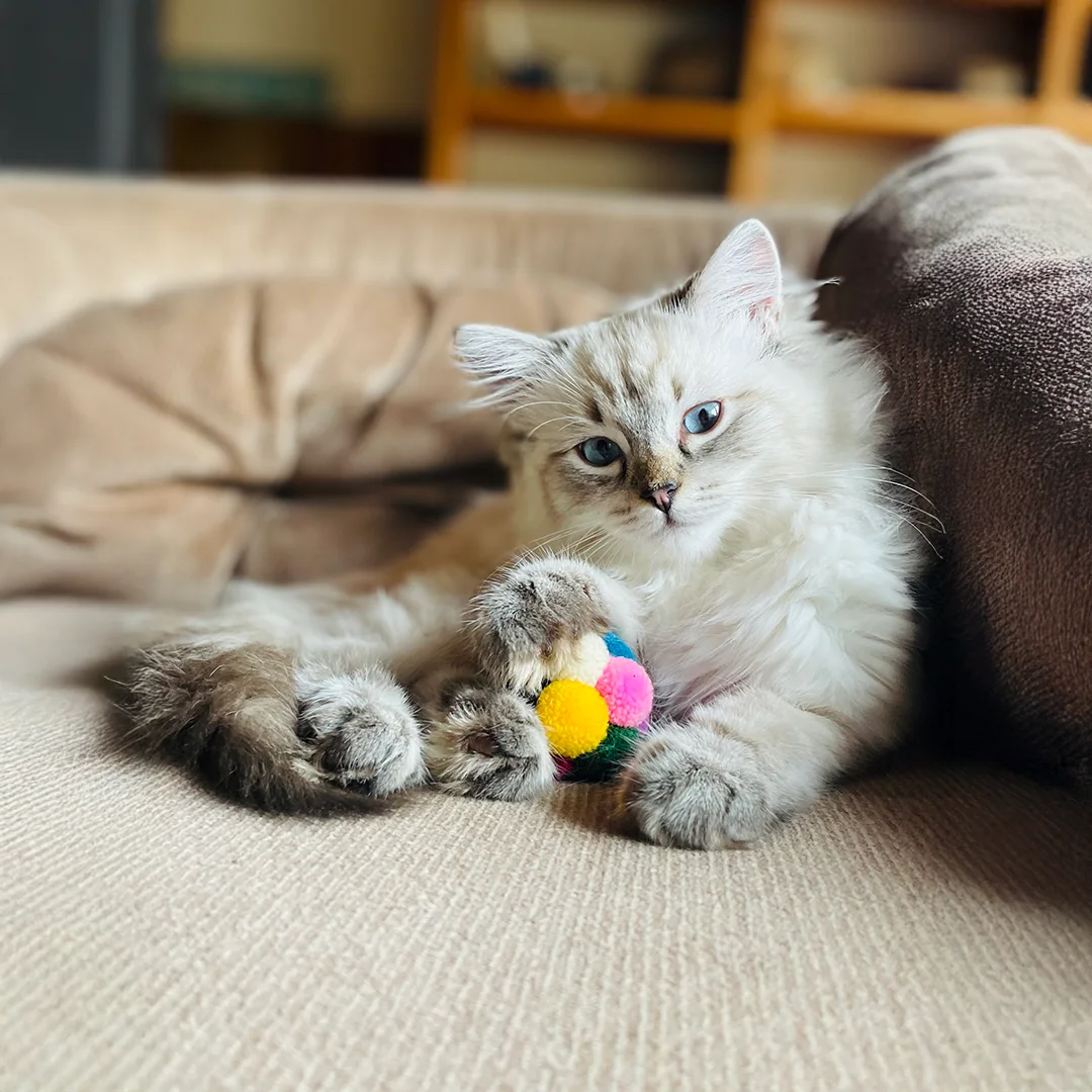 Light-colored kitten with blue eyes lying on a couch holding a small multicolored pom-pom ball between its paws.