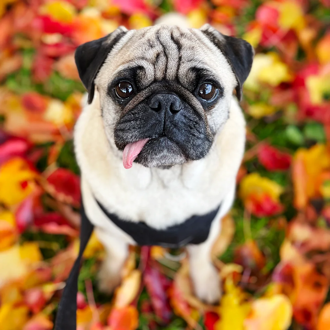 Fawn pug with its tongue sticking out sitting on the ground surrounded by red and yellow fall leaves.