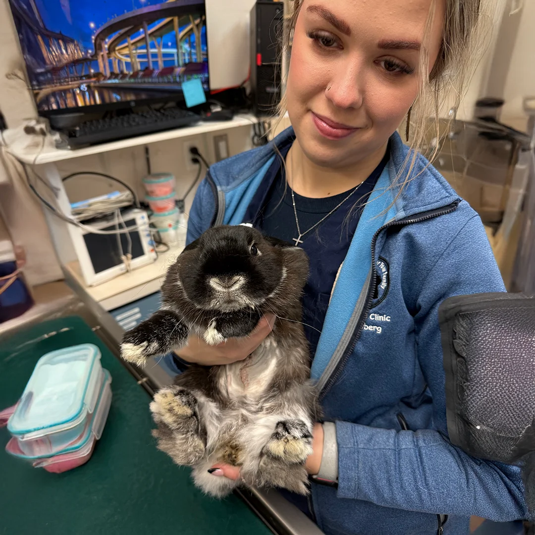 Veterinary staff member in blue uniform gently holding a black and white rabbit on an exam table inside a veterinary clinic.