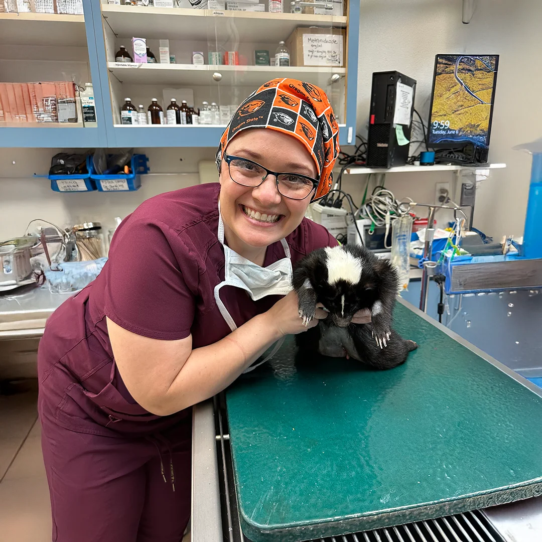 Smiling veterinary technician in scrubs and an Oregon State cap holding a small skunk on a green exam table in a veterinary clinic.