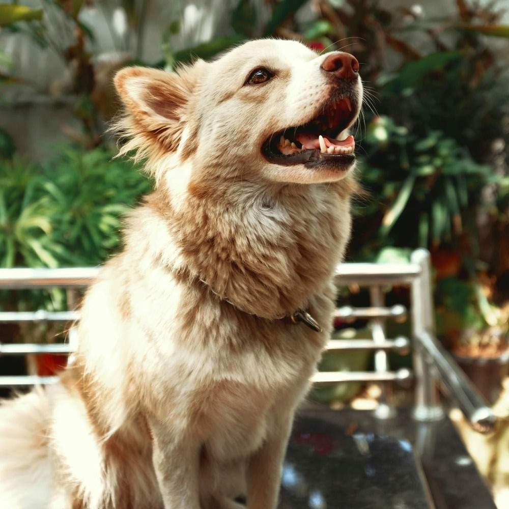 dog looking up